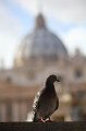 Roma40020