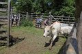 IMG_9548