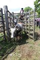 IMG_9550